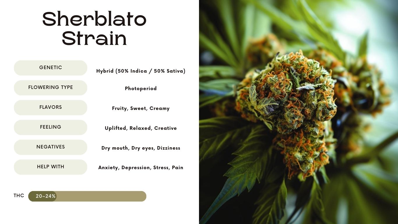 Sherblato strain