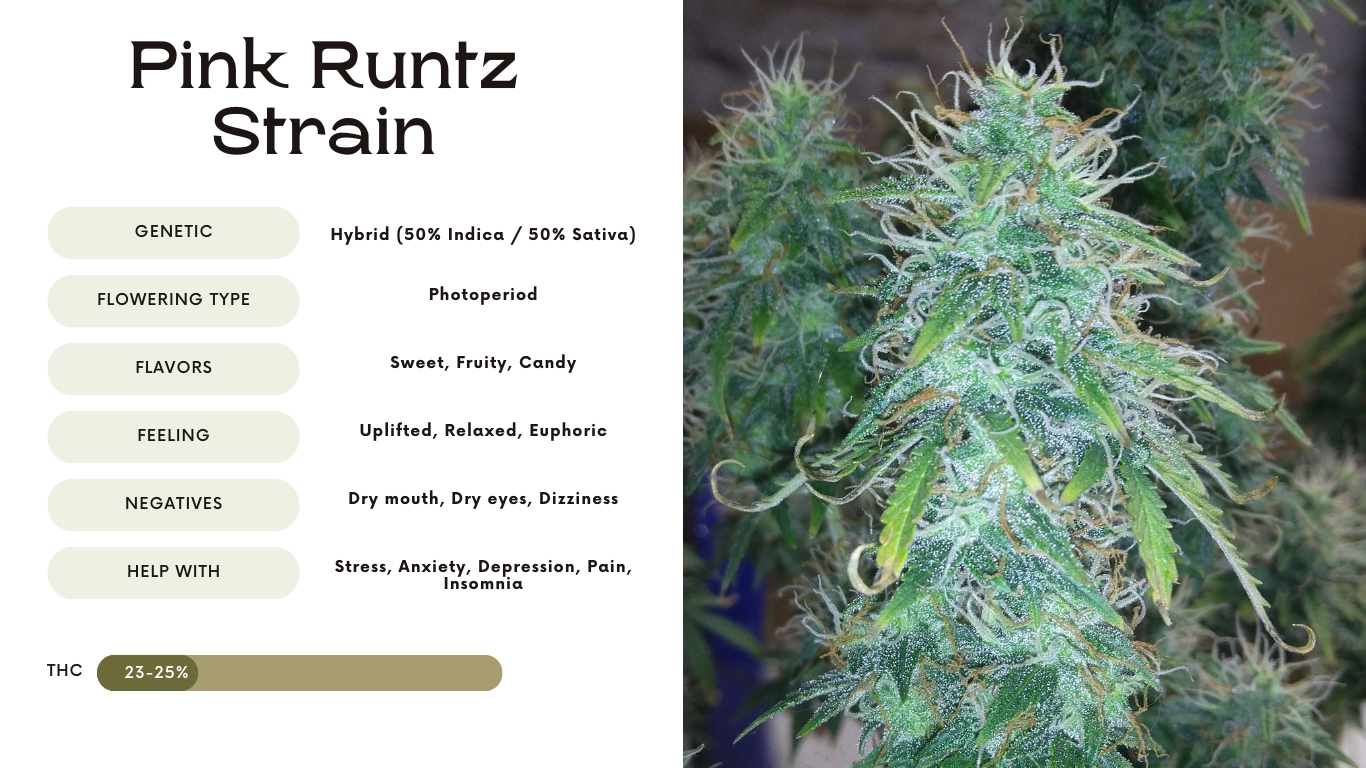 pink runtz strain