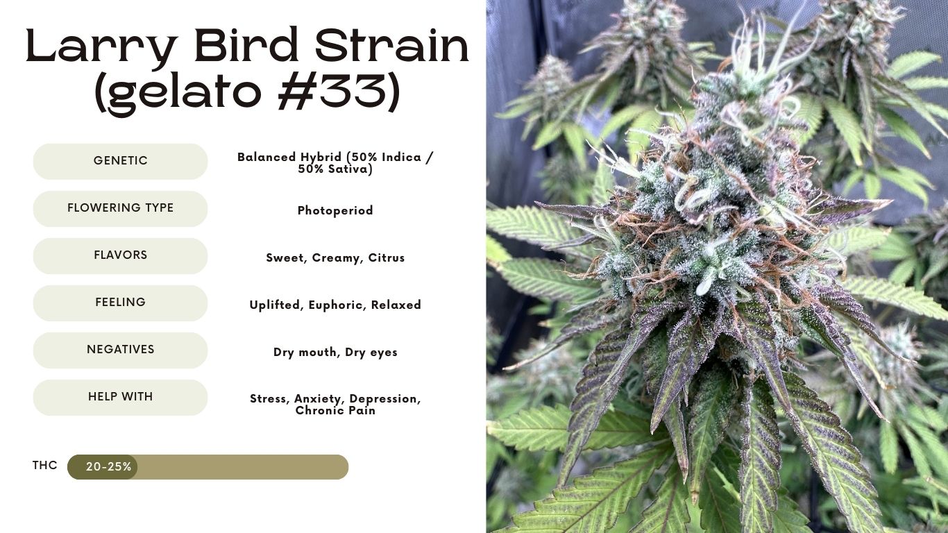 Larry bird strain