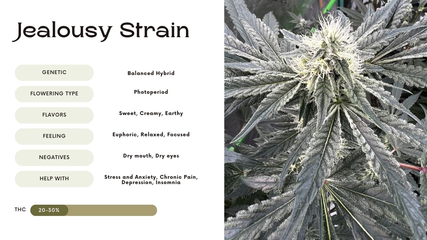 Jealousy Strain