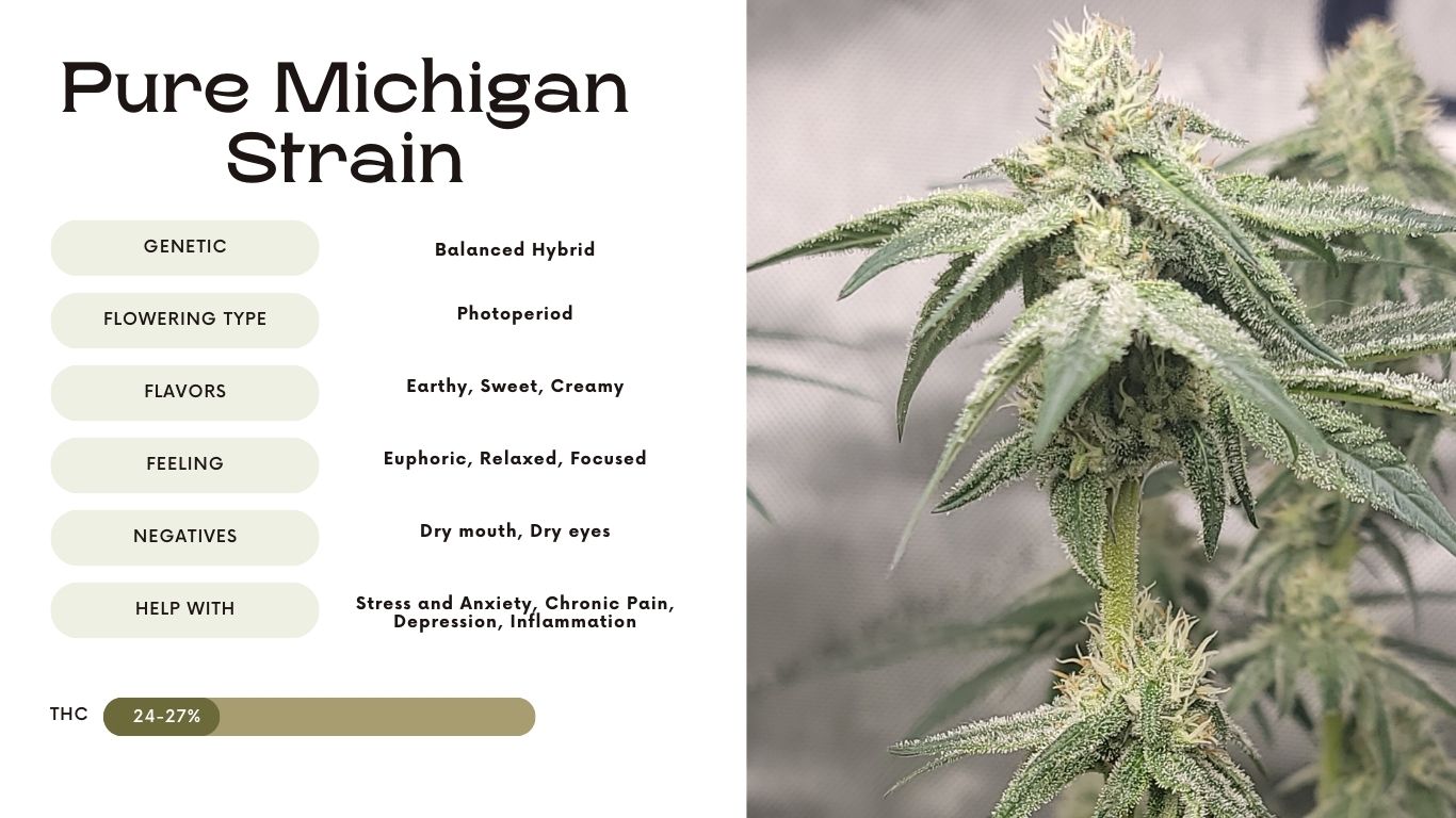 Pure Michigan Strain
