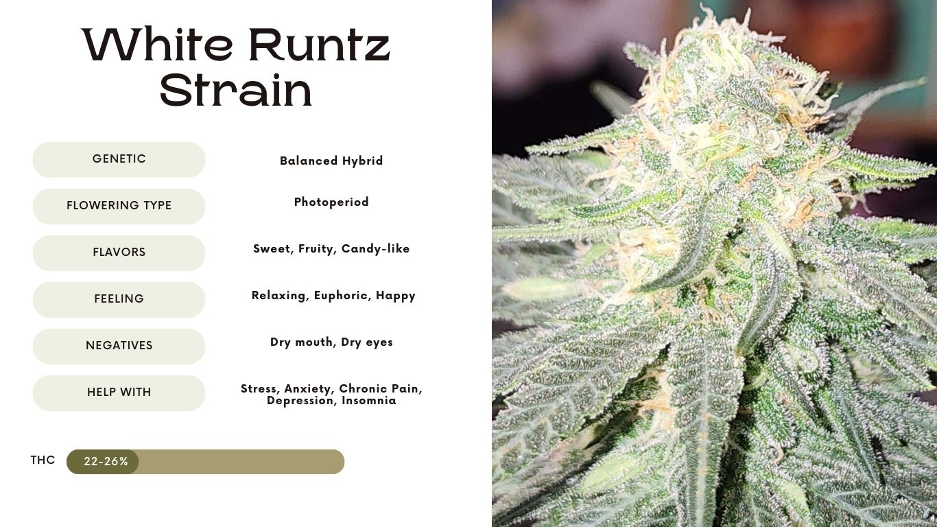 White Runtz Strain
