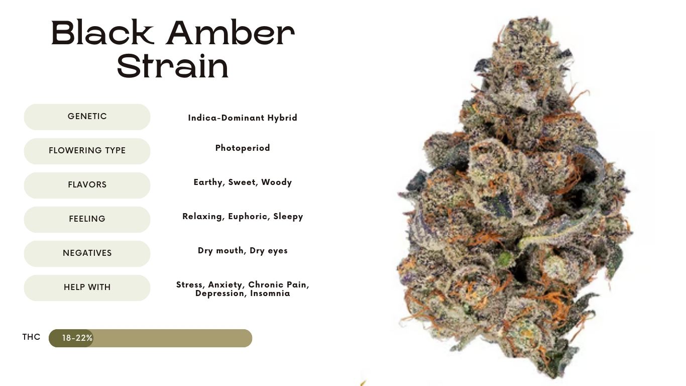 Black Amber Strain: Everything You Need to Know | Vivosun Blog