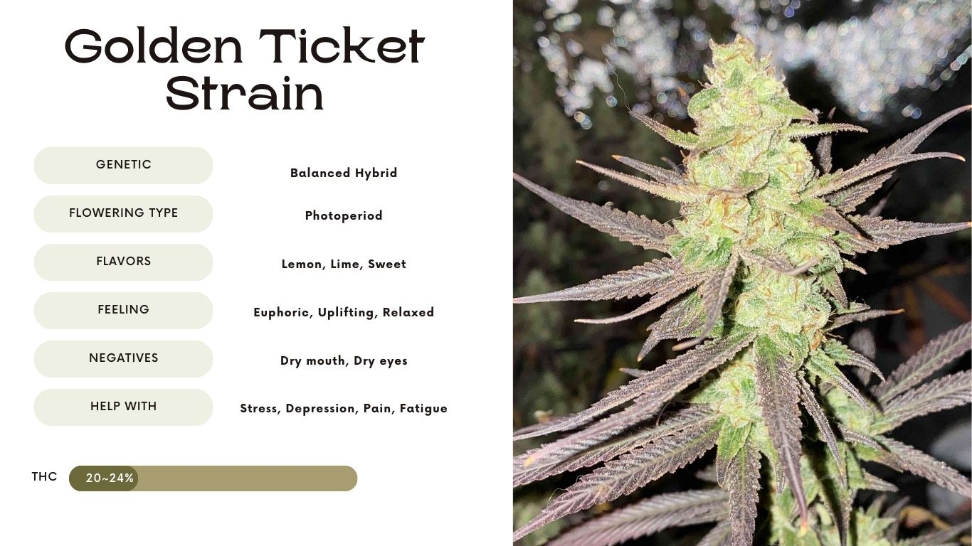 Golden Ticket Strain