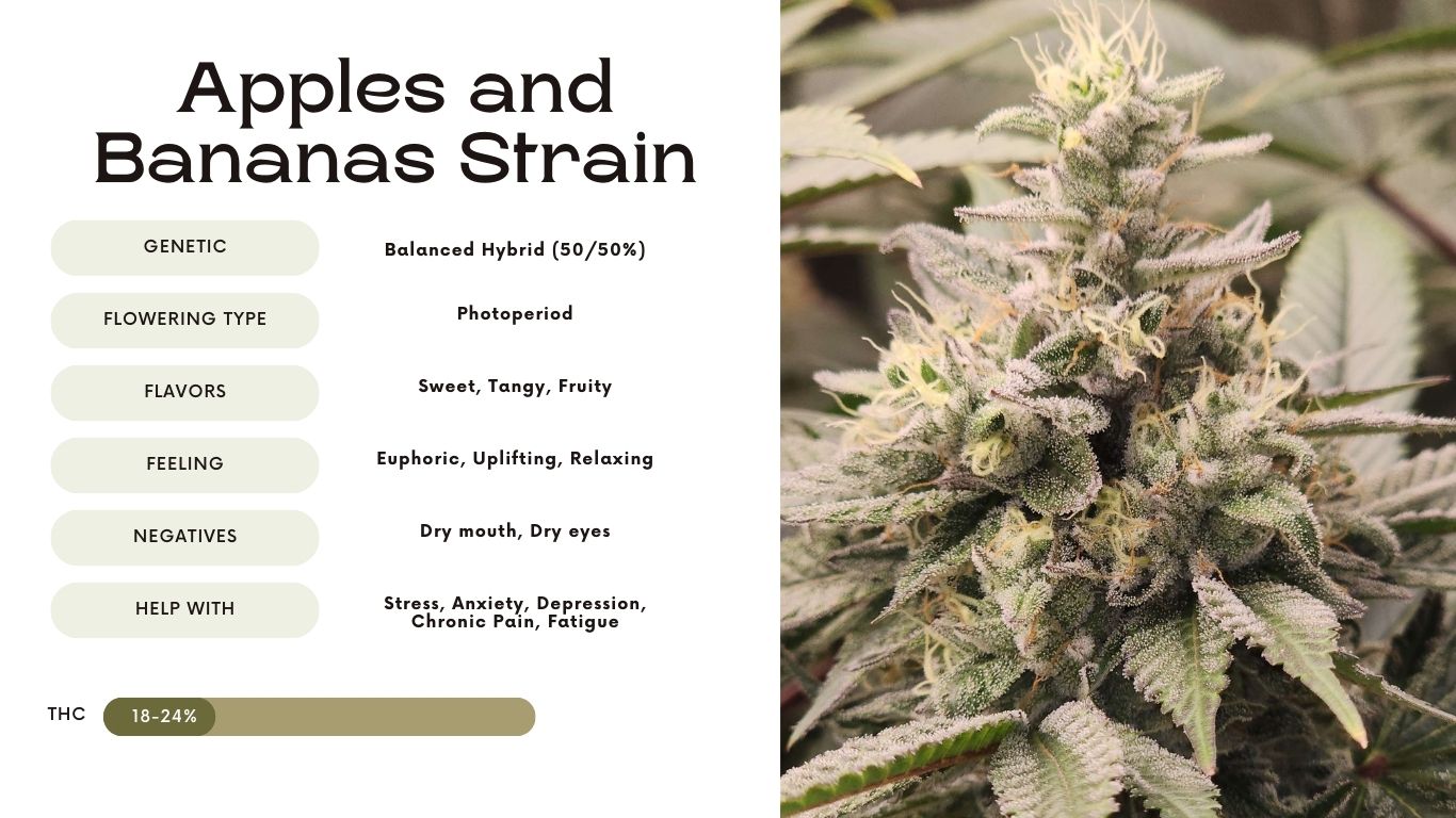 Apples and Bananas Strain