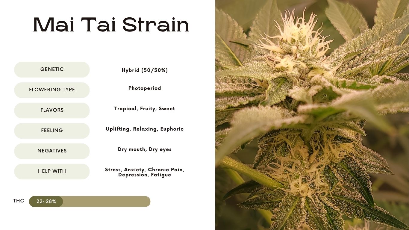 Mai Tai Strain