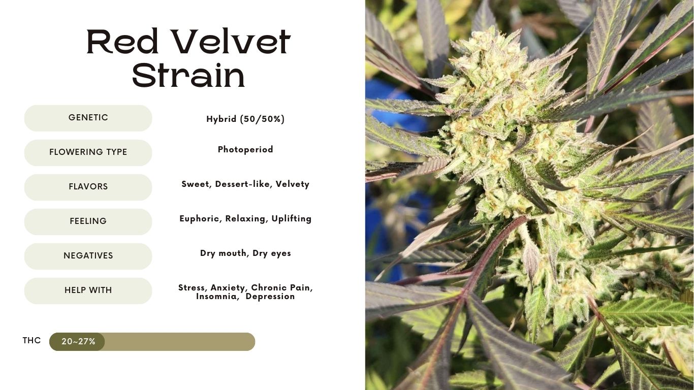Red Velvet Strain