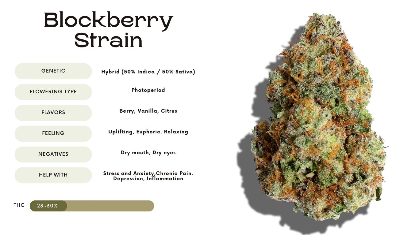 Blockberry Strain