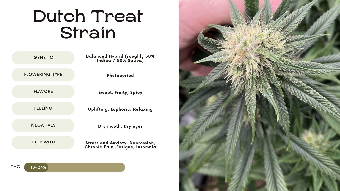Dutch Treat Strain