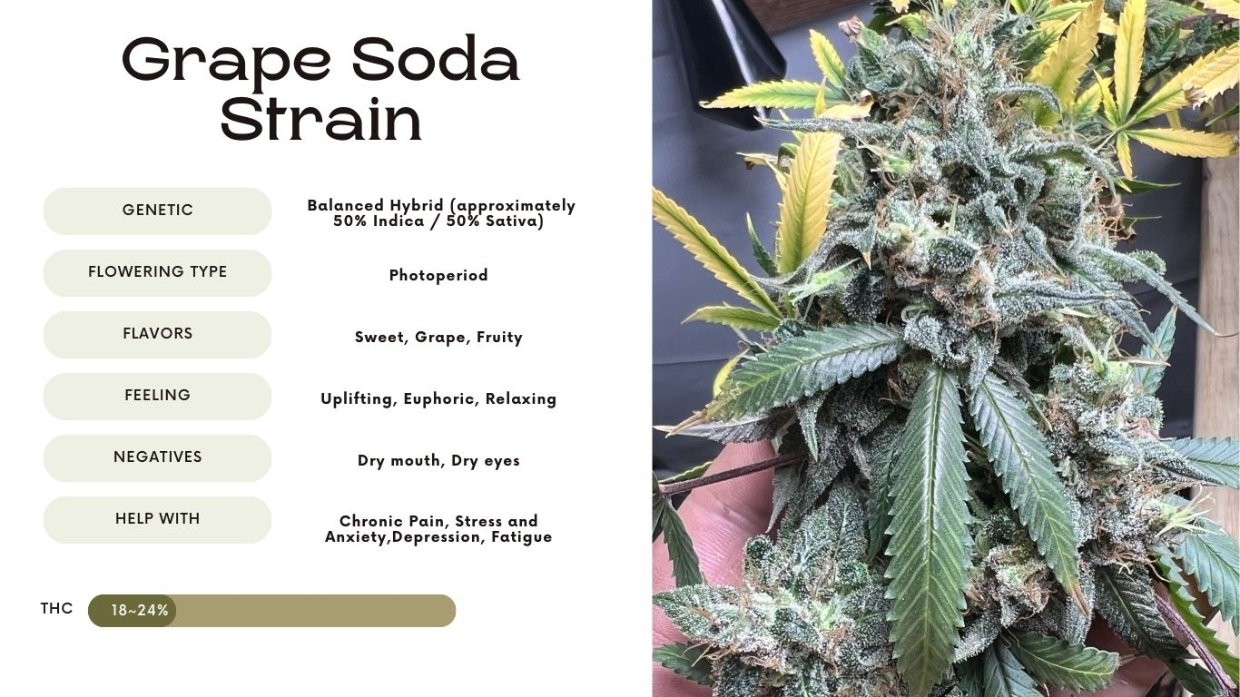 Grape Soda Strain