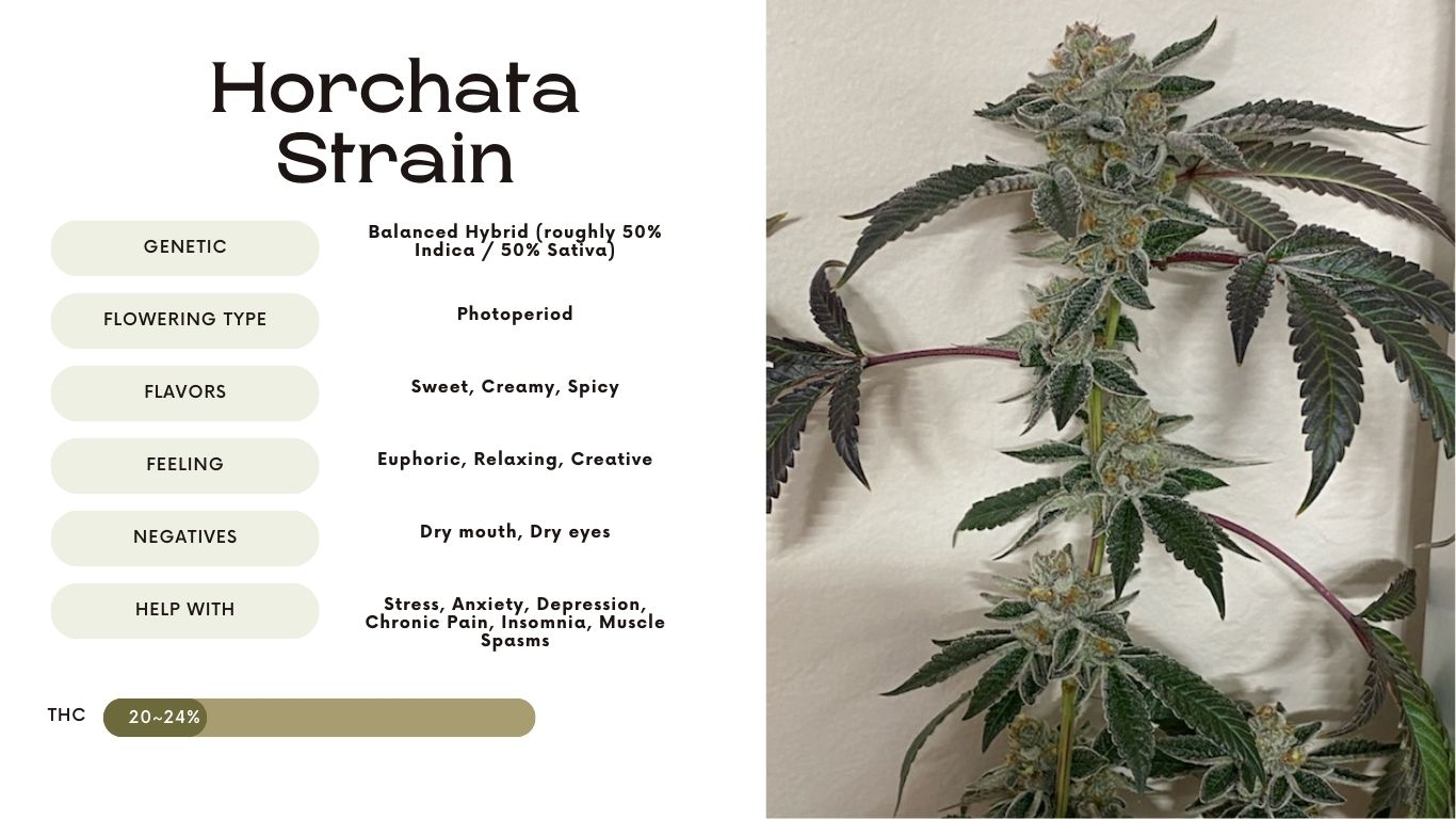 Horchata Strain