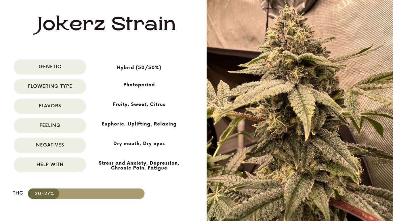 Jokerz Strain