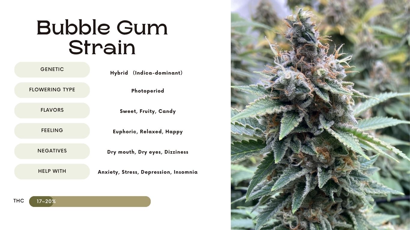 Bubble Gum Strain