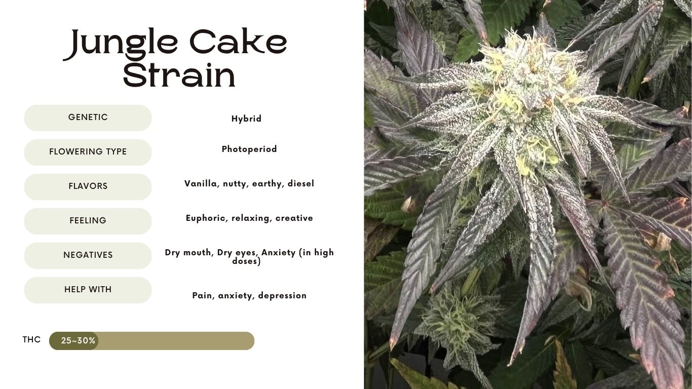 Jungle Cake Strain