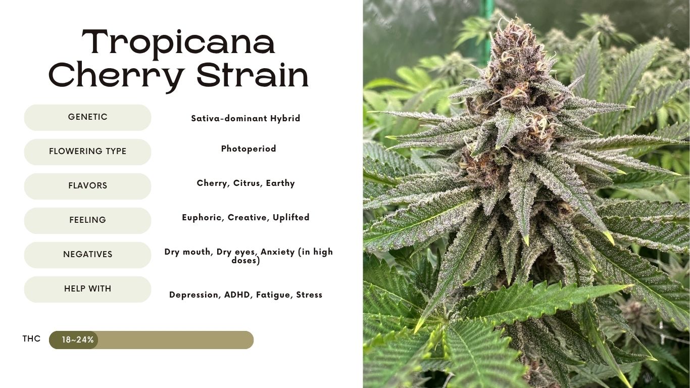 Tropicana Cherry Strain