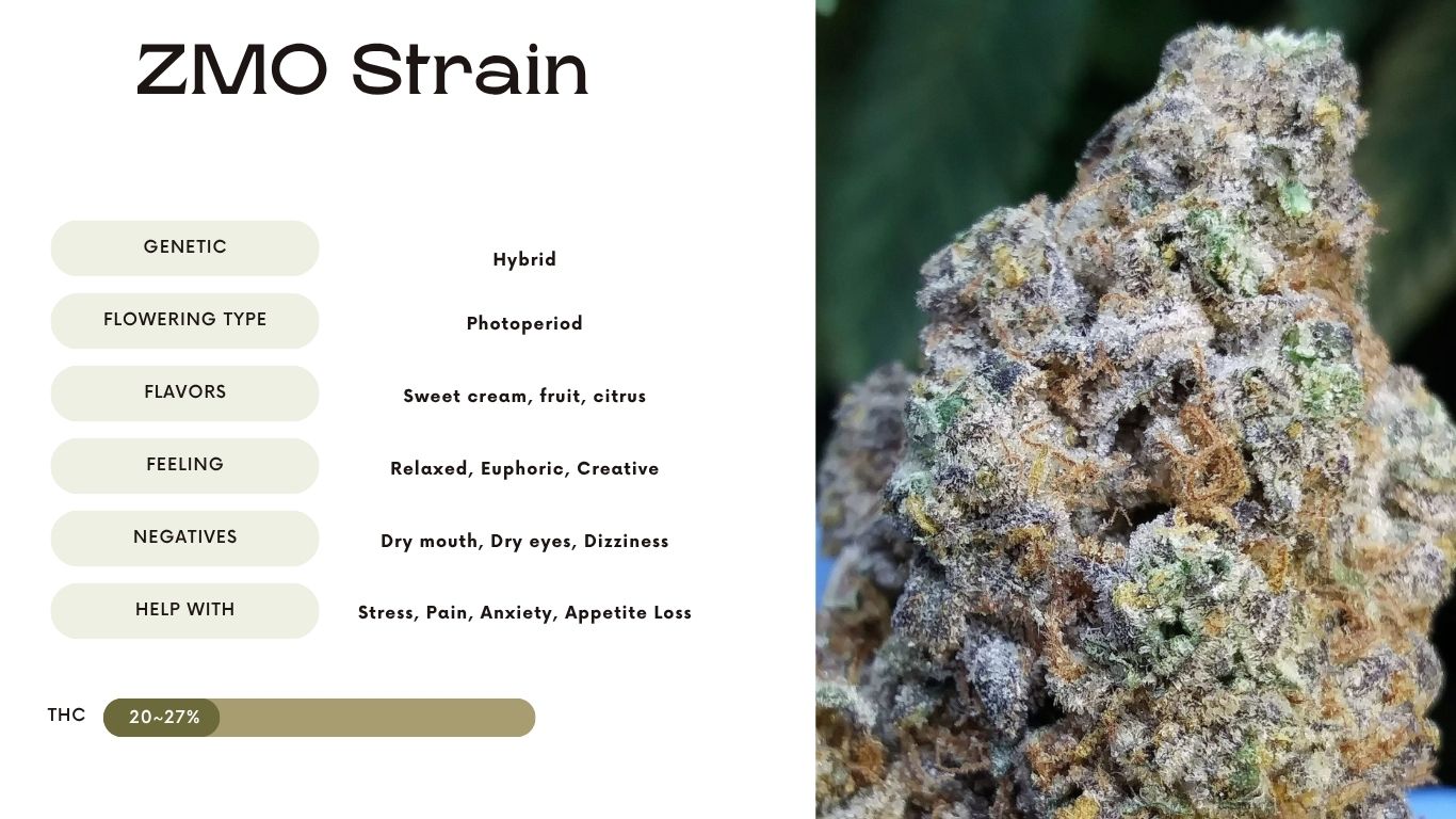 ZMO Strain