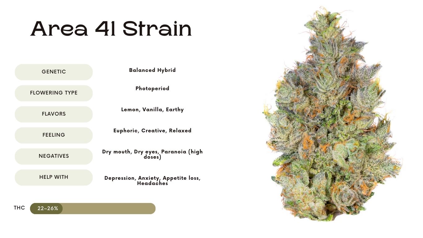 Area 41 Strain
