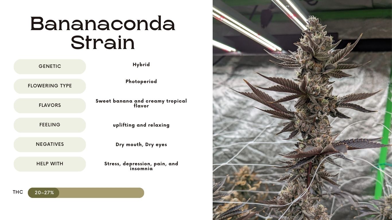 Bananaconda Strain