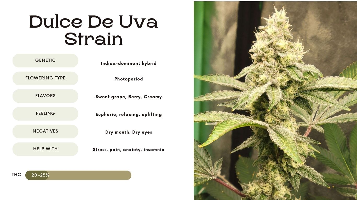 Dulce De Uva Strain