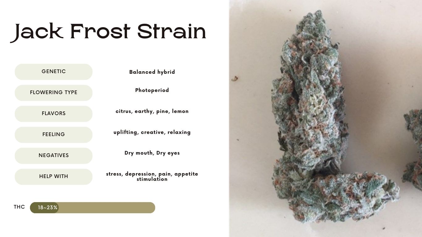 Jack Frost Strain