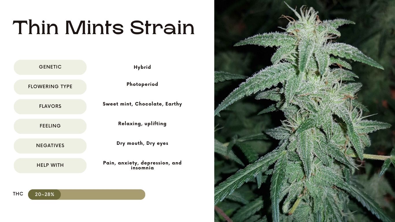 Thin Mints Strain