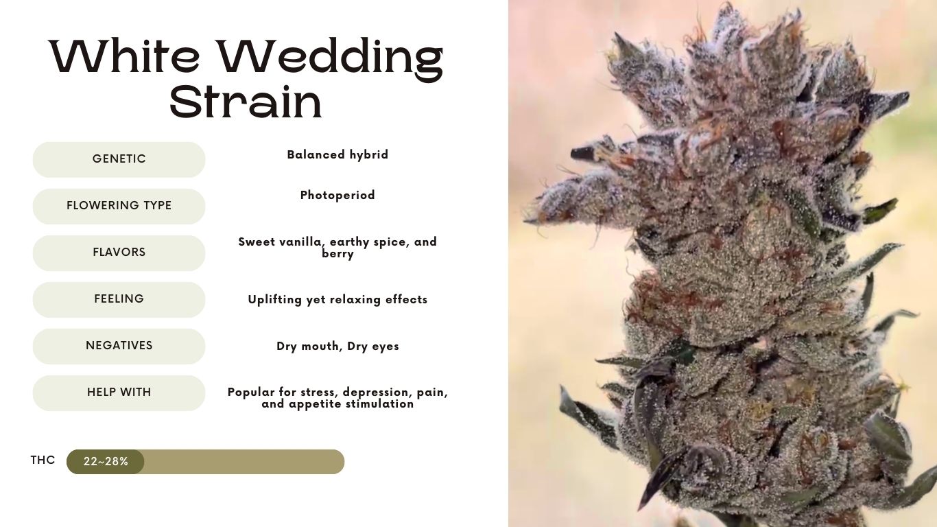 White Wedding Strain