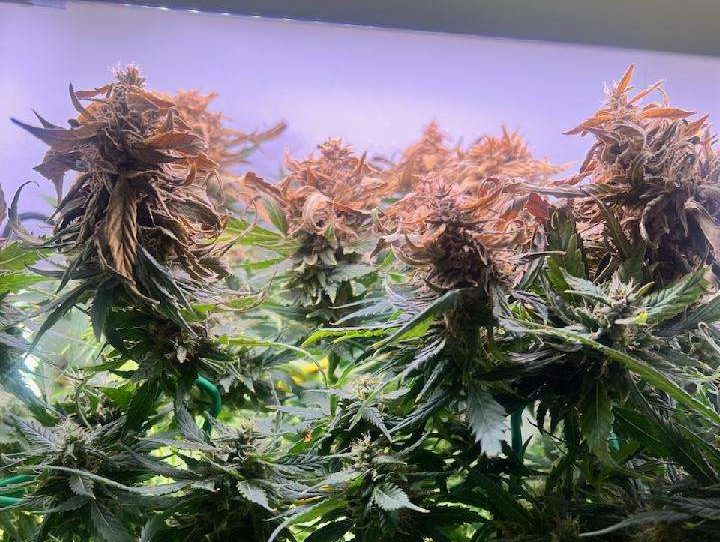 light burn cannabis