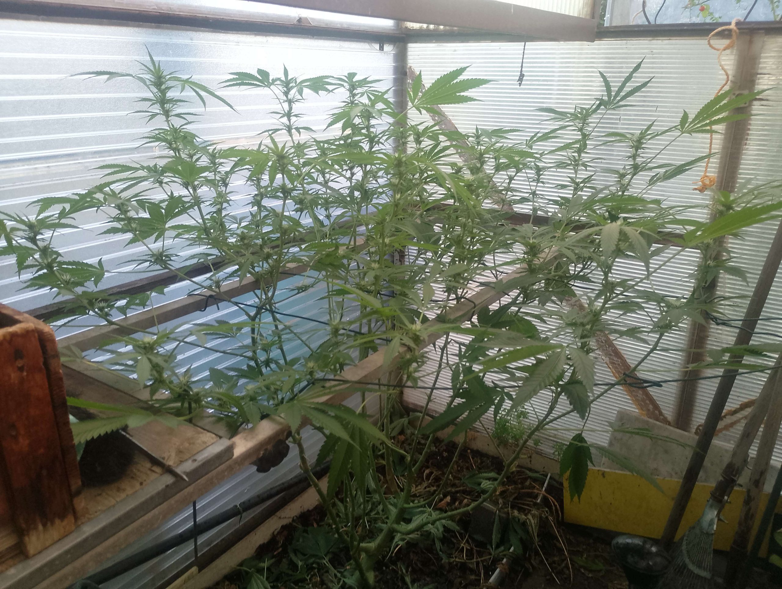 Stretch Cannabis