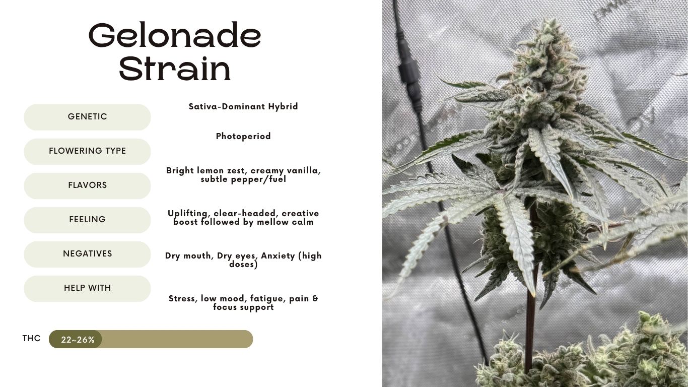 Gelonade Strain