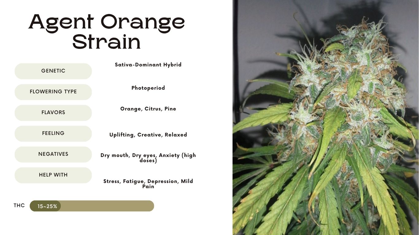 agent orange strain