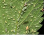 aphids