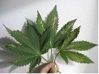 brown spots on middle or lower leaves veg plant