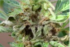 bud rot