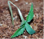 damping off seedling