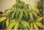 drooping leaves and yellowish veg plant