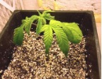 drooping leaves seedling