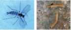 fungus gnats