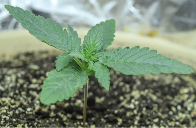 healthy seedling