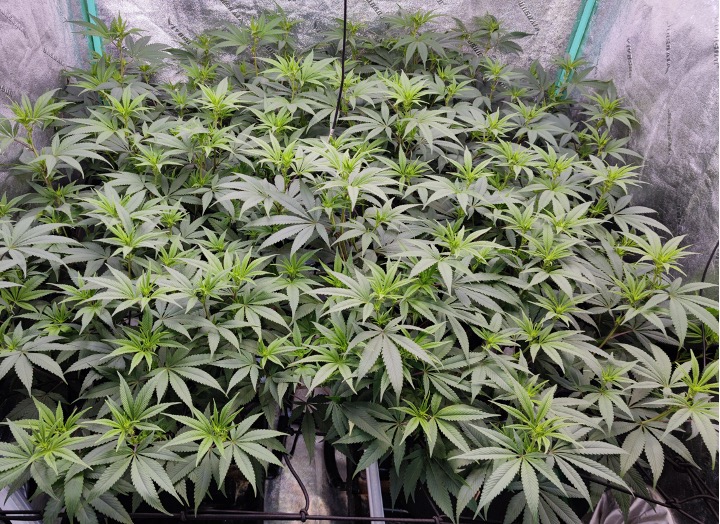 healthy vegetative cannabis plant