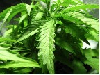 cannabis leaf edges curl upwards flowering plant