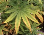 cannabis leaf edges yellow