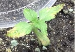 leaf edges yellow seedling