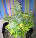 normal yellowing leaves late flowering