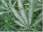 powdery mildew veg plant