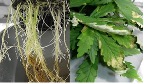 cannabis root rot veg plant