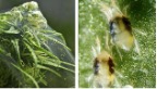 cannabis spider mites