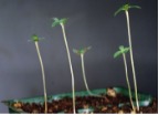 streching seedling