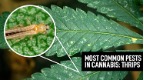 thrips