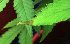 tip burn seedling