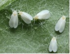 cannabis whiteflies